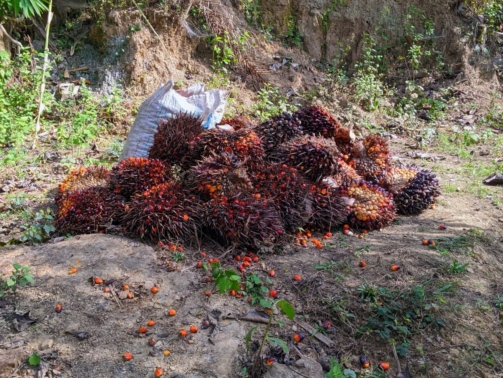 PXL_20240112_060840247.MP_2